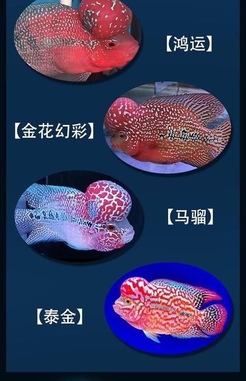 羅漢魚魚苗圖片【《羅漢魚魚苗圖片：探尋奇妙小魚的初始模樣》】