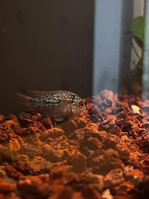 羅漢魚魚苗圖片【《羅漢魚魚苗圖片：探尋奇妙小魚的初始模樣》】