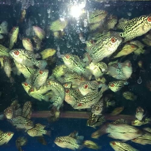 羅漢魚魚苗圖片【《羅漢魚魚苗圖片：探尋奇妙小魚的初始模樣》】