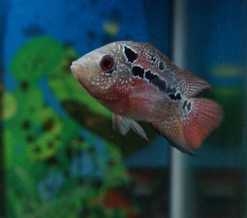 羅漢魚魚苗圖片【《羅漢魚魚苗圖片：探尋奇妙小魚的初始模樣》】