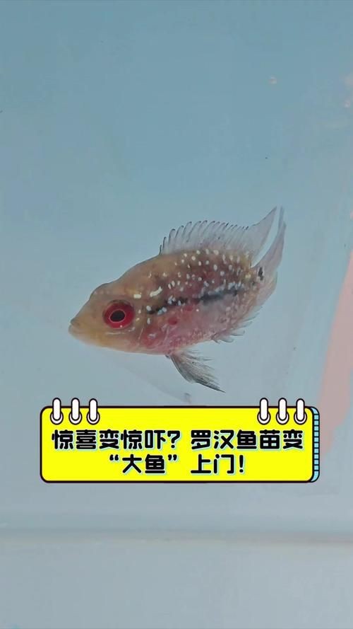羅漢魚魚苗圖片【《羅漢魚魚苗圖片：探尋奇妙小魚的初始模樣》】