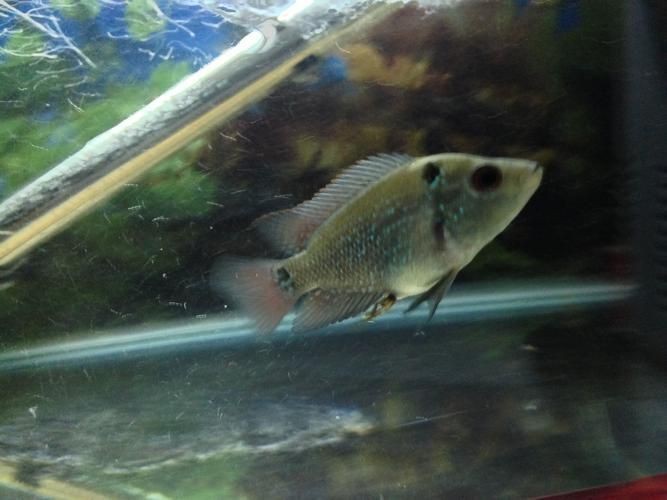 羅漢魚魚苗圖片【《羅漢魚魚苗圖片：探尋奇妙小魚的初始模樣》】