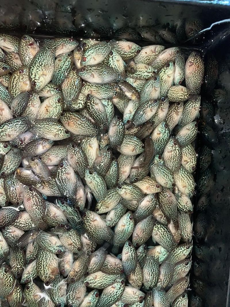 羅漢魚魚苗圖片【《羅漢魚魚苗圖片：探尋奇妙小魚的初始模樣》】