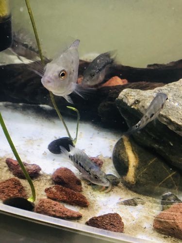 羅漢魚魚苗圖片【《羅漢魚魚苗圖片：探尋奇妙小魚的初始模樣》】