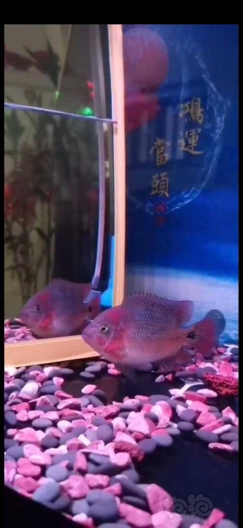 羅漢魚魚苗圖片【《羅漢魚魚苗圖片：探尋奇妙小魚的初始模樣》】