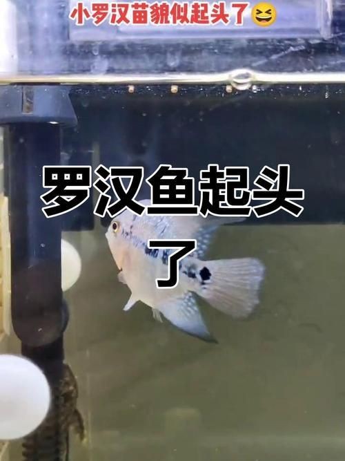 羅漢魚魚苗圖片【《羅漢魚魚苗圖片：探尋奇妙小魚的初始模樣》】