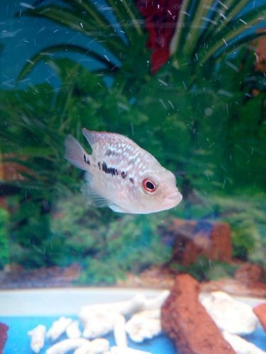 羅漢魚魚苗圖片【《羅漢魚魚苗圖片：探尋奇妙小魚的初始模樣》】