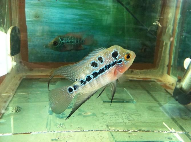 羅漢魚魚苗圖片【《羅漢魚魚苗圖片：探尋奇妙小魚的初始模樣》】