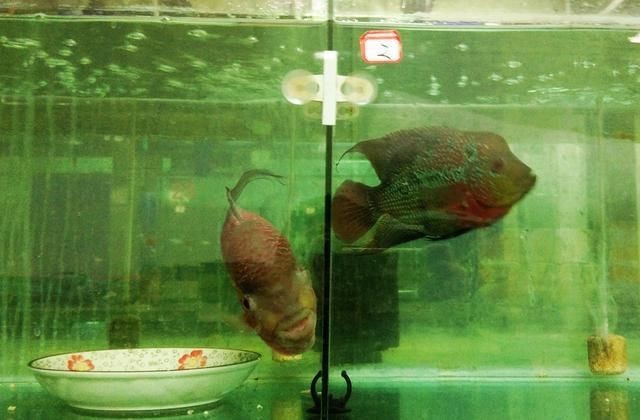 羅漢魚魚苗圖片【《羅漢魚魚苗圖片：探尋奇妙小魚的初始模樣》】