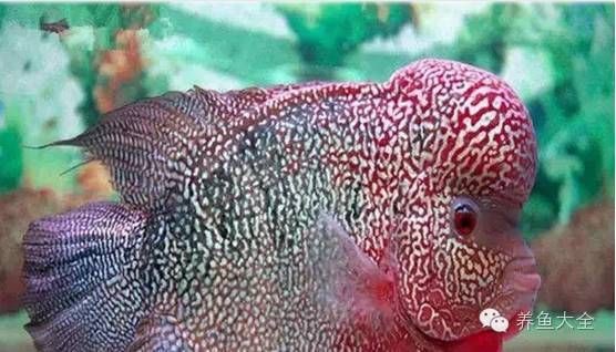 羅漢魚魚苗圖片【《羅漢魚魚苗圖片：探尋奇妙小魚的初始模樣》】