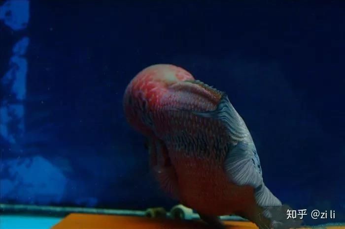 羅漢魚魚苗圖片【《羅漢魚魚苗圖片：探尋奇妙小魚的初始模樣》】