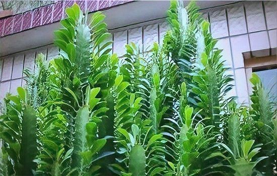 開門正對(duì)一盆綠植好嗎【“開門見6物,財(cái)神家里住”，看看這3物你家有沒有安排上家居大隊(duì)長】