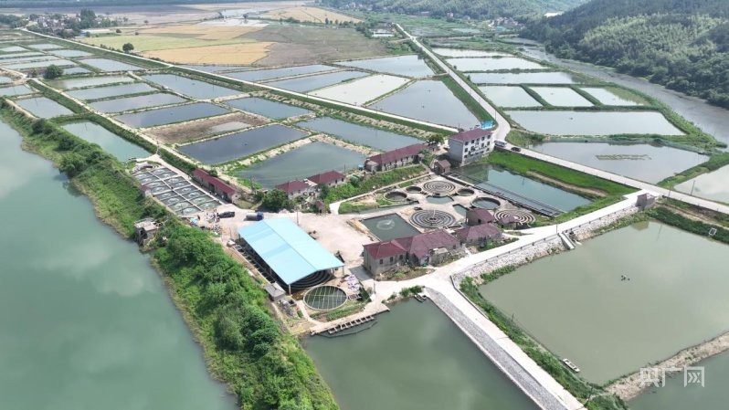 池州龍魚店【南信水族龍魚貿(mào)易池州龍魚貿(mào)易池州龍魚市場在哪里有龍魚養(yǎng)殖基地】