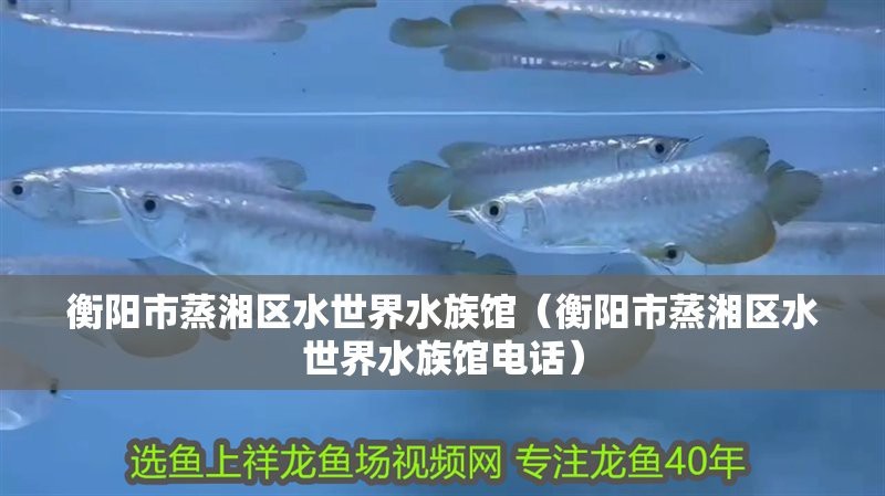 衡陽水族店【水中精靈的奇妙世界】