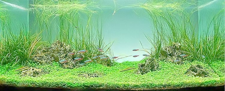 黑水水族店【黑水水族店的價(jià)格范圍】