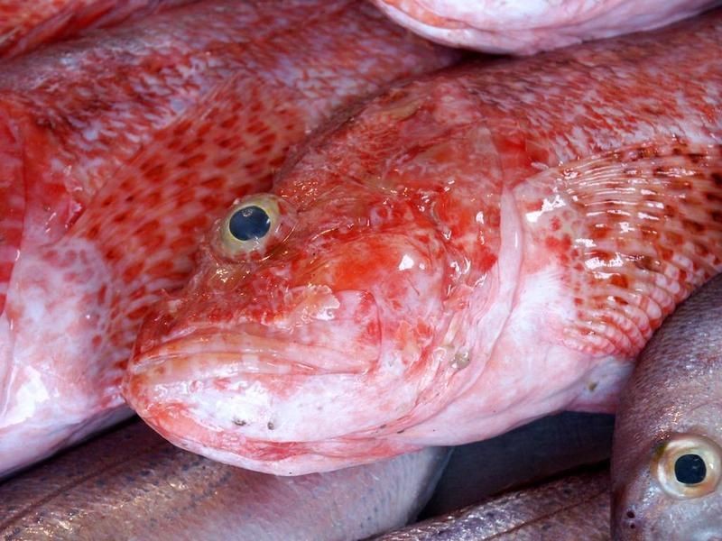紅色魚十大排名【十大紅色名貴魚種排行榜，錦鯉的十大品種排行榜，你養了嗎】