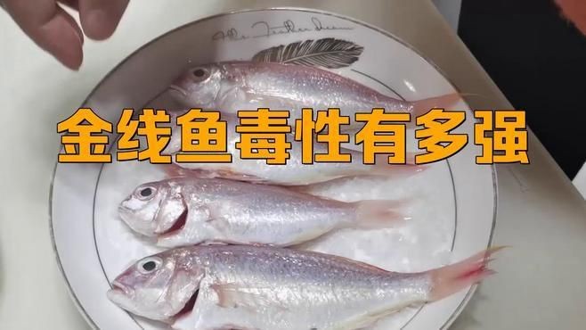 金線魚為何要盡量少吃【關于金線魚的食用限制】 龍魚百科 第7張 金線魚為何要盡量少吃【關于金線魚的食用限制】 金線魚為何要盡量少吃【關于金線魚的食用限制】 龍魚百科 第7張