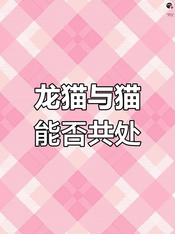 龍貓和貓可以在一起玩嗎【龍貓和貓可以一起養嗎】