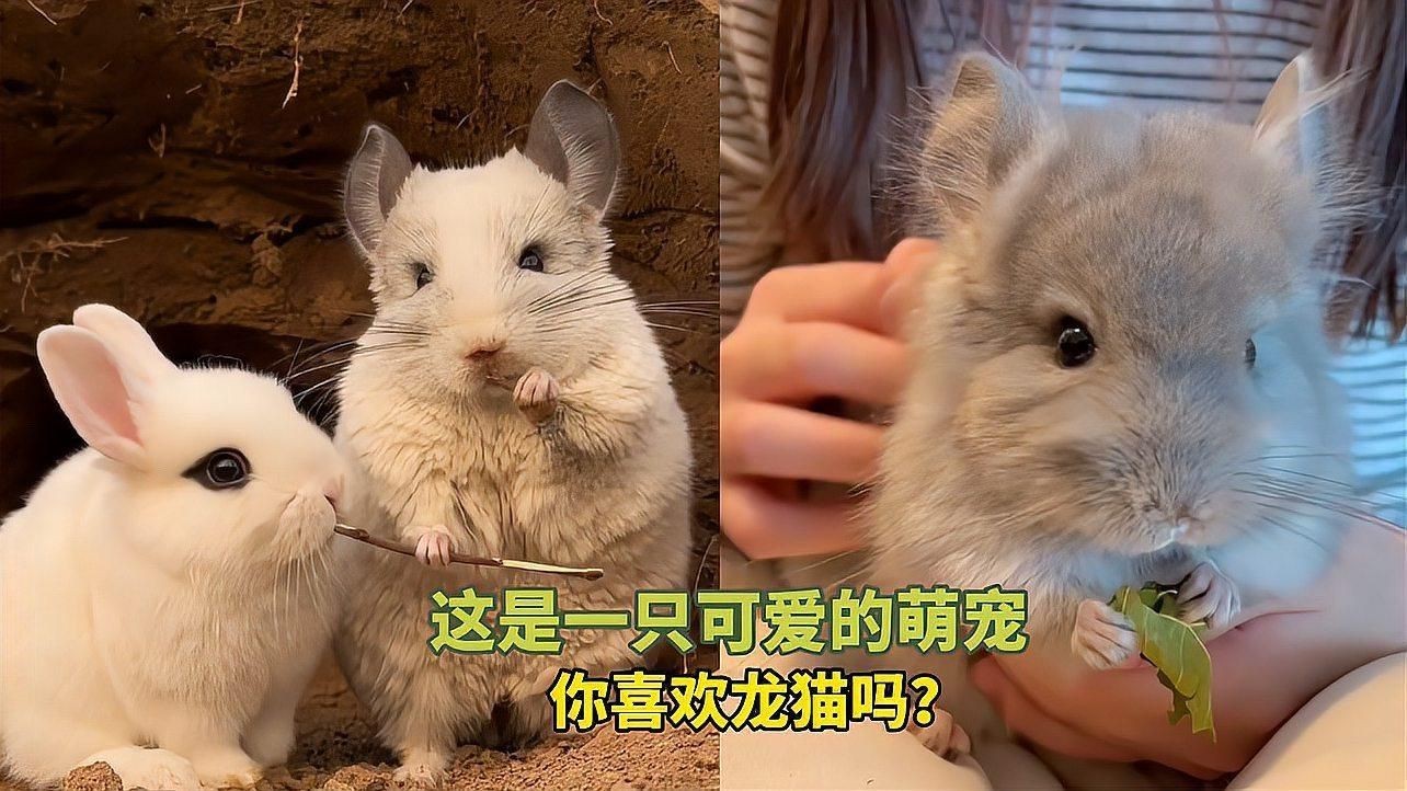 龍貓和貓可以在一起玩嗎【龍貓和貓可以一起養嗎】