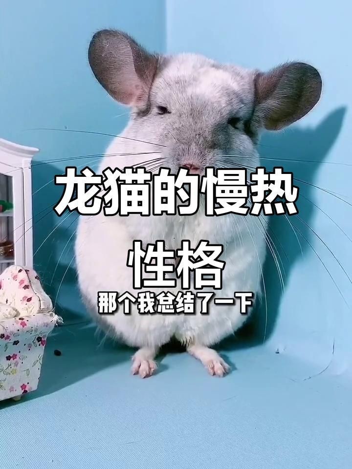 龍貓和貓可以在一起玩嗎【龍貓和貓可以一起養嗎】
