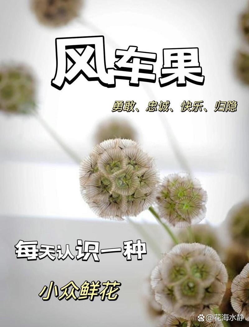 風車果花語【《風車果的祈愿13》】