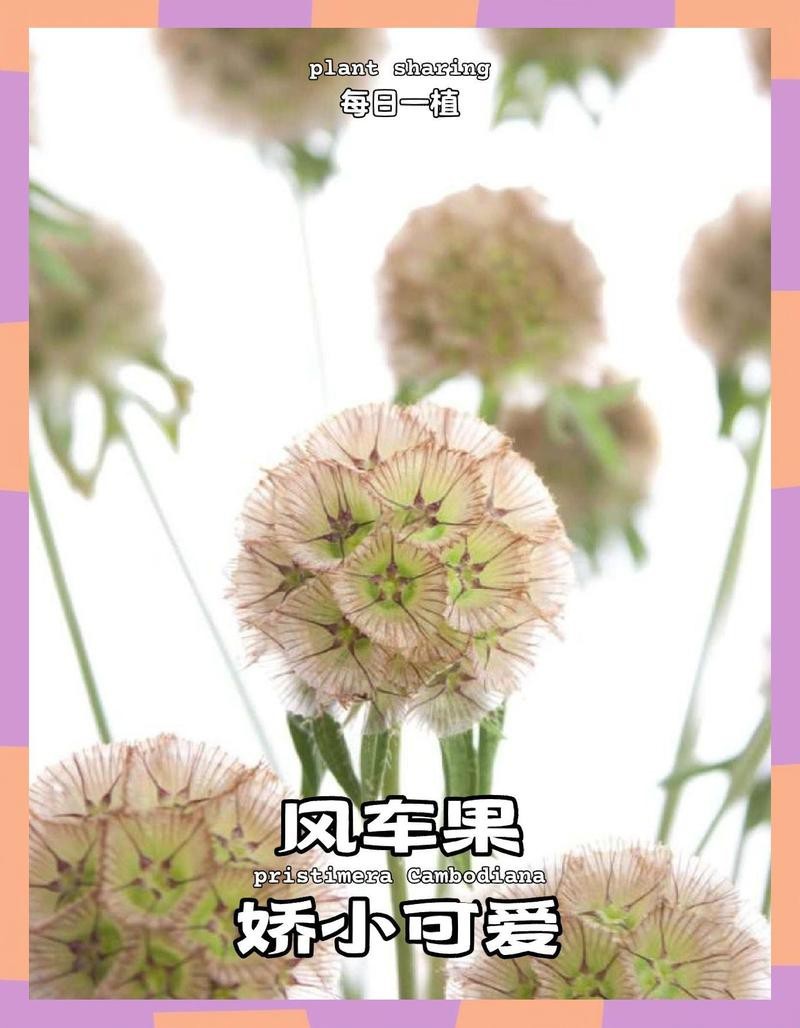 風車果花語【《風車果的祈愿13》】