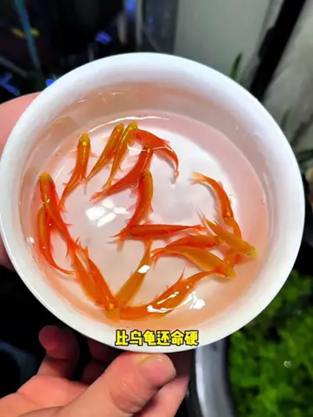 金元寶魚的優點和缺點【新手養魚為啥偏愛金元寶魚繁殖技巧大揭秘！】