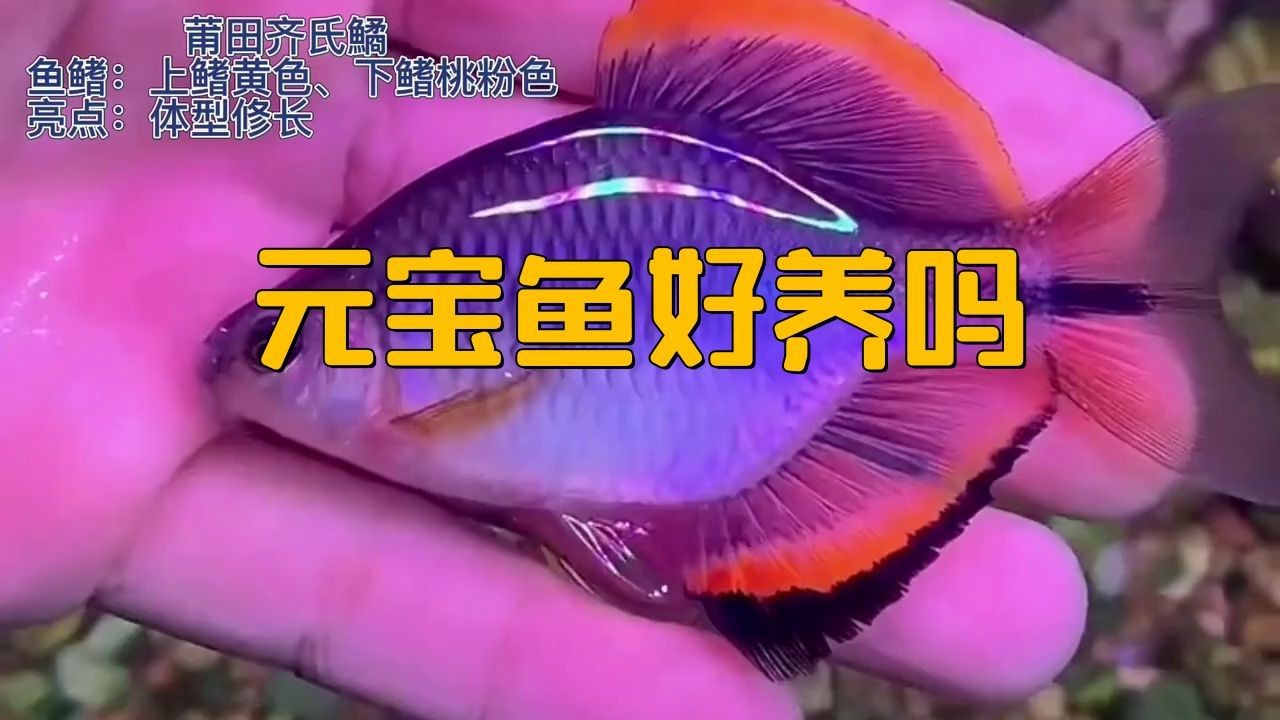 金元寶魚的優點和缺點【新手養魚為啥偏愛金元寶魚繁殖技巧大揭秘！】