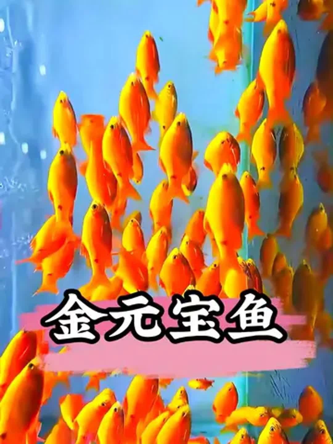 金元寶魚的優點和缺點【新手養魚為啥偏愛金元寶魚繁殖技巧大揭秘！】