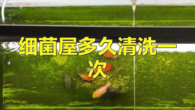 細菌屋多久清洗一次合適？【細菌屋多久清洗一次】