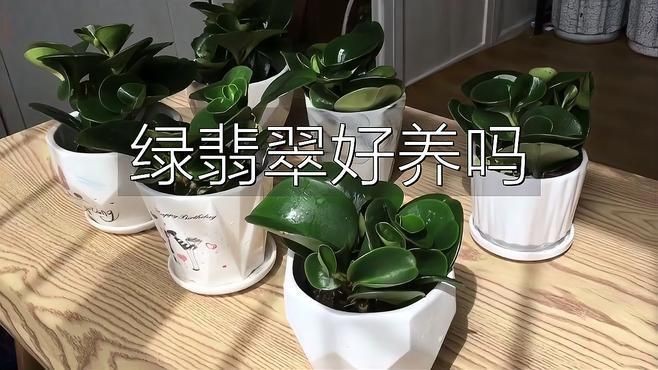 綠翡翠的養殖方法和注意事項【綠翡翠養殖方法和注意事項】