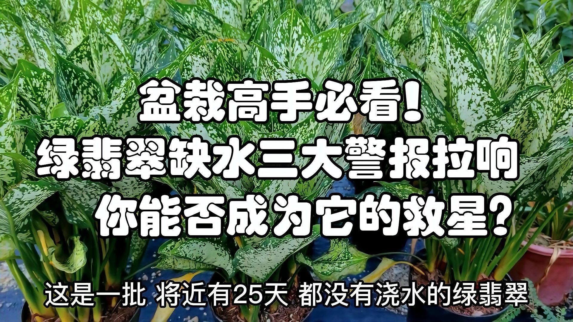 綠翡翠的養殖方法和注意事項【綠翡翠養殖方法和注意事項】