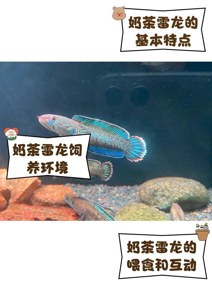 奶茶雷龍可以冷水養嗎【奶茶雷龍能否用冷水養】