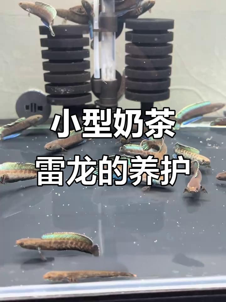 奶茶雷龍可以冷水養(yǎng)嗎【奶茶雷龍能否用冷水養(yǎng)】