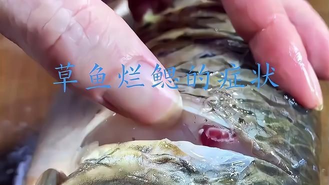 如何判斷魚鰓蓋損傷程度？【如何判斷魚鰓蓋損傷程度】