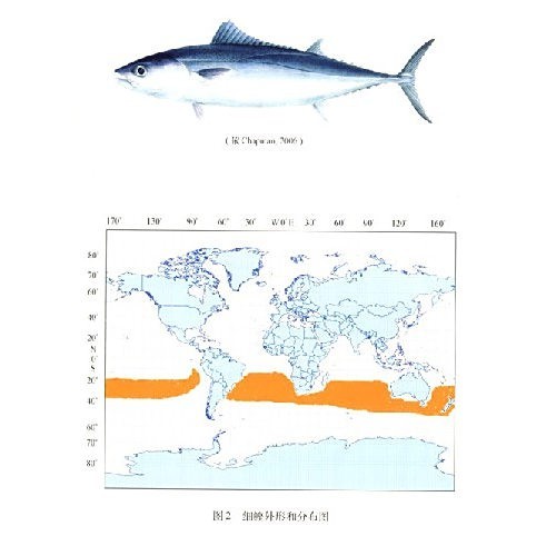 雙線魚可以長到多大【《雙線魚可以長到多大》*是一種頗具特色的觀賞魚】