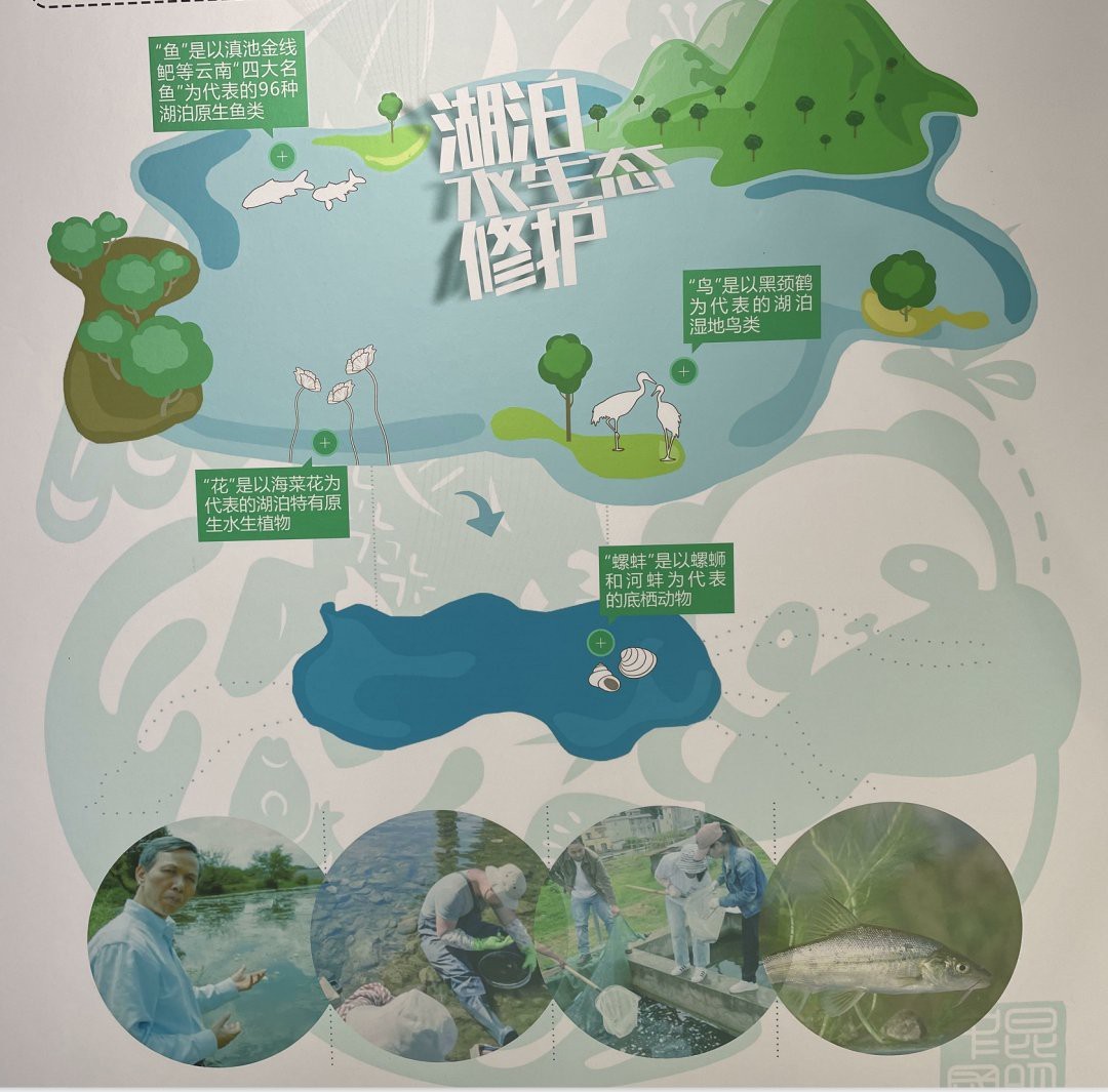 雙線魚可以長到多大【《雙線魚可以長到多大》*是一種頗具特色的觀賞魚】