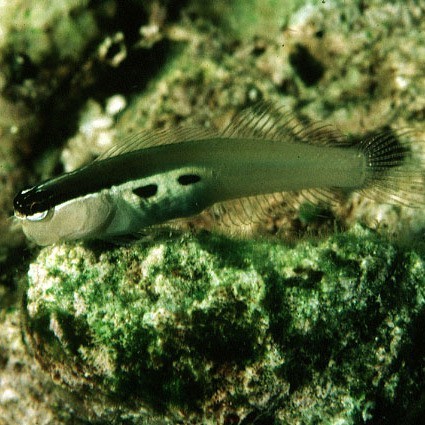 雙線魚可以長到多大【《雙線魚可以長到多大》*是一種頗具特色的觀賞魚】