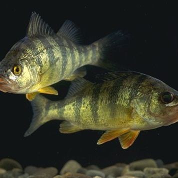 雙線魚可以長到多大【《雙線魚可以長到多大》*是一種頗具特色的觀賞魚】