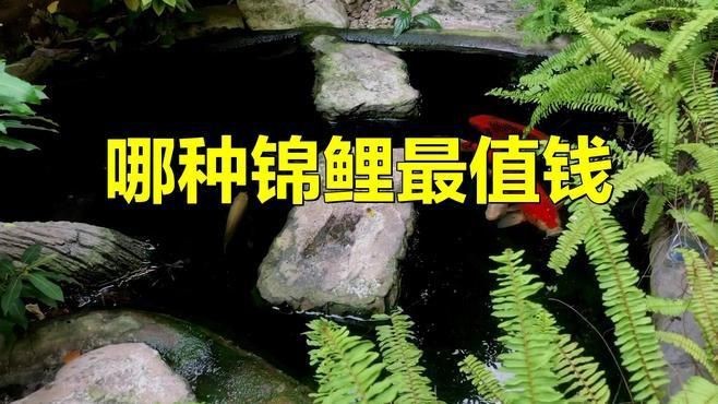 紅白錦鯉最貴的三個(gè)品種【最貴的錦鯉是什么品種，熊的力量憤怒錦鯉拍賣破億，究竟值多少錢】