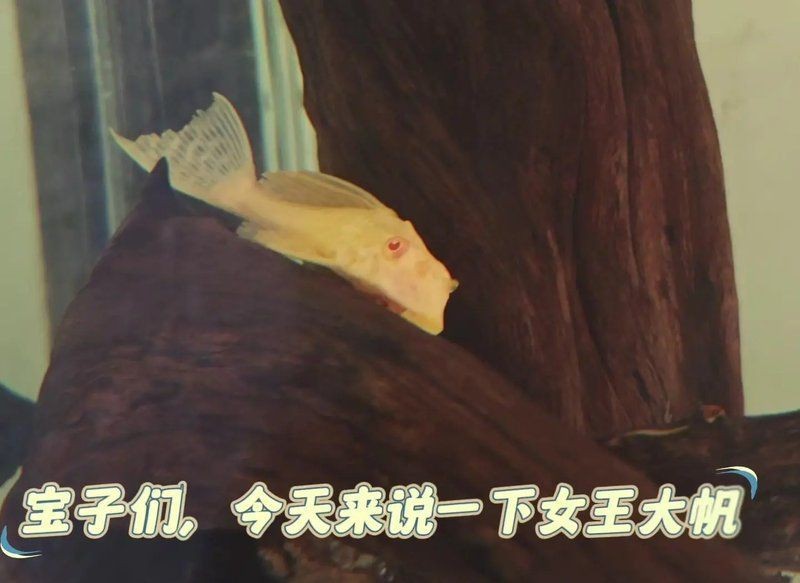 紅眼女皇女王大帆魚(yú)【《紅眼女皇與女王大帆》】
