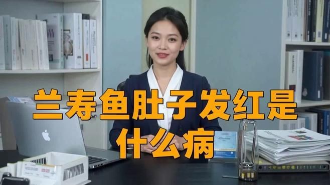 如何判斷魚腹部充血的原因？【蘭壽魚肚子發紅是什么病學途里里魚肚子發紅是什么病】