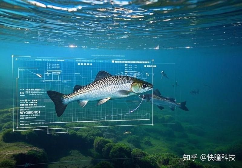 海洋生物識別掃一掃【海洋生物識別掃一掃技術】 海洋生物識別掃一掃【海洋生物識別掃一掃技術】 龍魚論壇 第13張