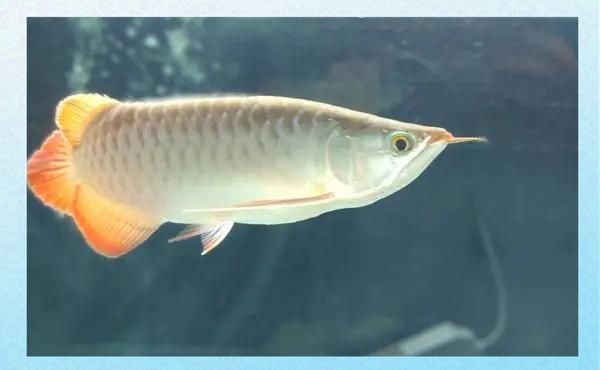 龍魚內(nèi)臟受損怎么治療【龍魚內(nèi)臟受損怎么辦】