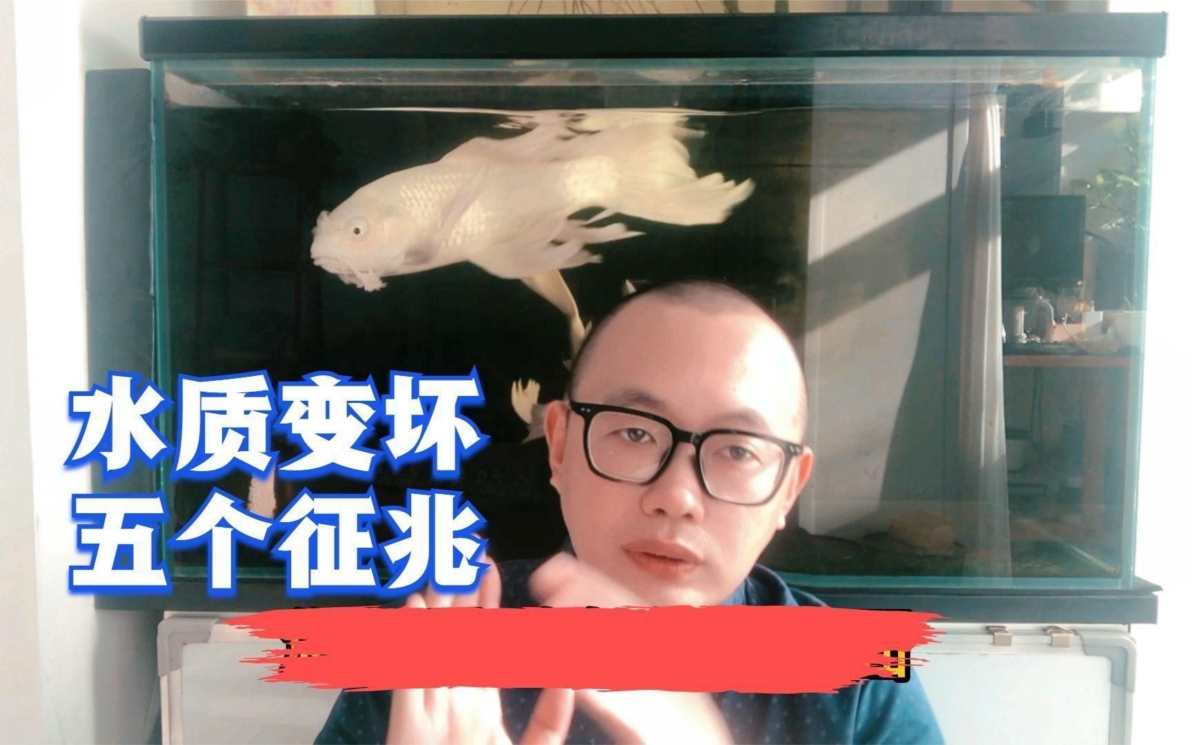 龍魚浮頭沉尾如何早期發現？【龍魚頭朝下尾巴朝上是怎么回事】