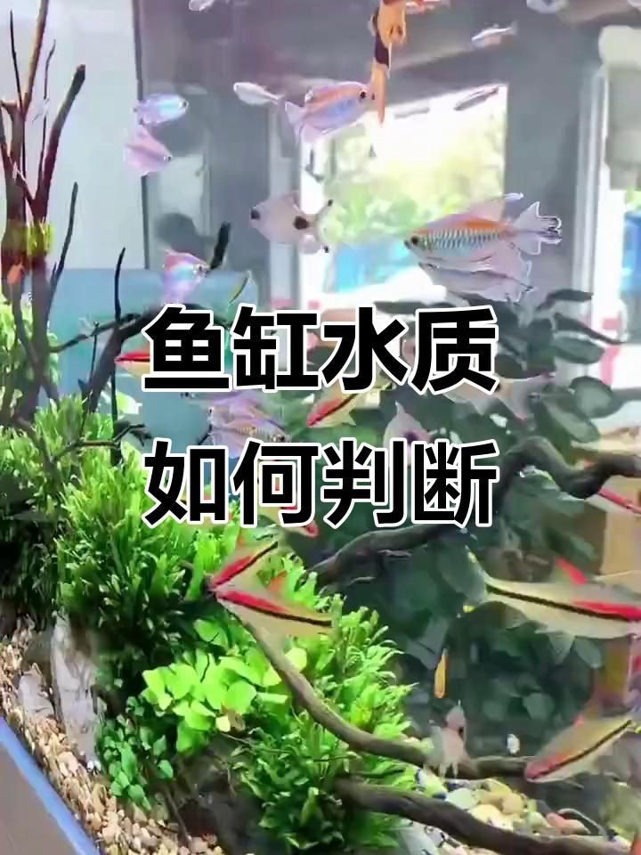 龍魚浮頭沉尾如何早期發現？【龍魚頭朝下尾巴朝上是怎么回事】