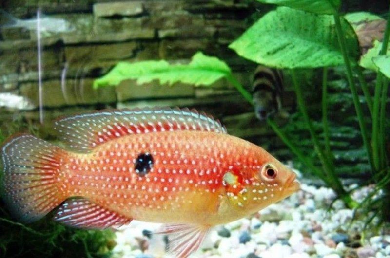 紅寶石魚打架會打死嗎【奇妙生物圈紅寶石魚的暴脾氣小美人全攻略紅寶石魚的攻擊行為】