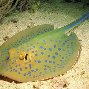 魟魚肚子鼓起來(lái)了【魟魚肚子鼓起來(lái)時(shí)，可能是由多種原因造成的】