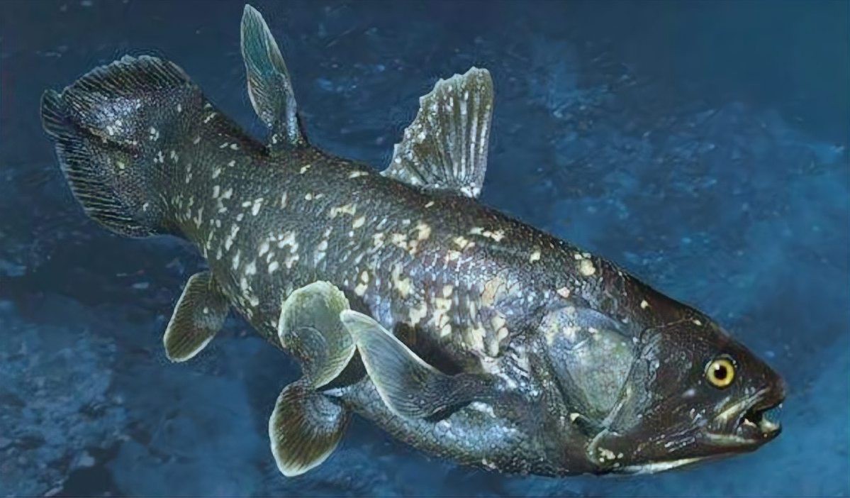 腔棘魚還剩多少只【腔棘魚生存密碼——全球現存腔棘魚種群現存密碼】
