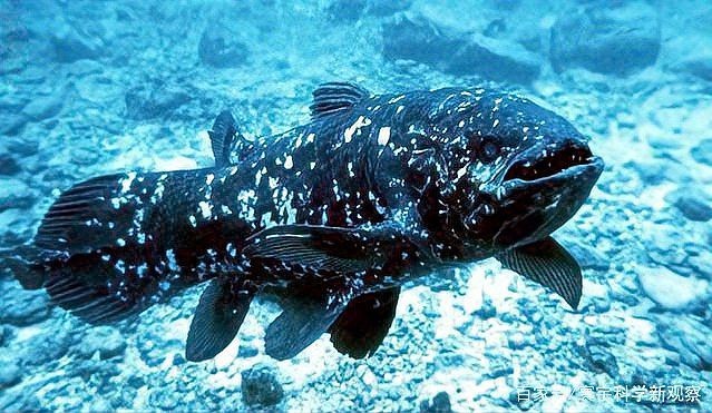 腔棘魚還剩多少只【腔棘魚生存密碼——全球現存腔棘魚種群現存密碼】